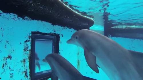 網紅吃瓜視頻海豚視頻,揭秘娛樂圈幕后故事